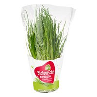 AH Biologisch Bieslook pot
