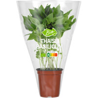 AH Biologisch Thaise basilicum