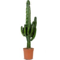 AH Euphorbia erytrea cowboycactus l