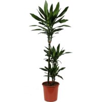AH Dracaena janet lind drakenbloedboom l