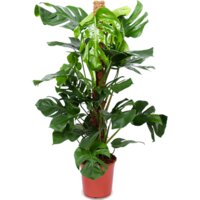AH Monstera pertusum gatenplant l