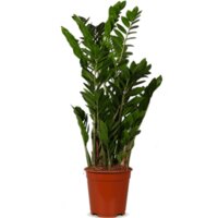 AH Zamioculcas zz plant m